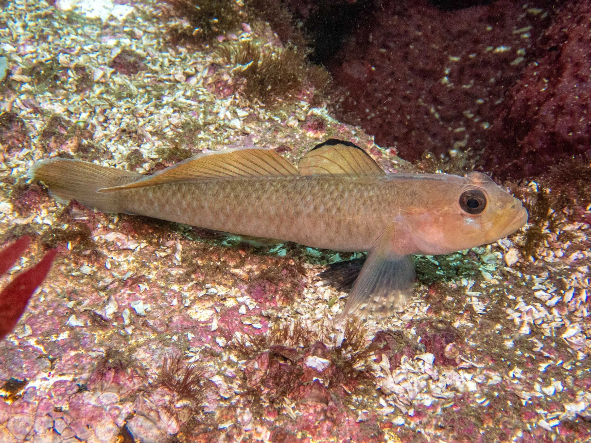 Fish—PNW Ocean Life—Species Identification — Edmonds Underwater Park